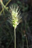 Setaria viridis