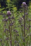 Cirsium setosum