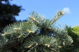 Abies concolor