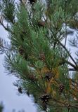 Pinus sylvestris