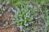 Veronica capsellicarpa