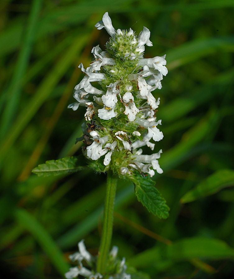 Изображение особи Betonica officinalis.