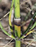 Equisetum ramosissimum