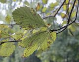 Sorbus takhtajanii. Верхушка веточки (видна абаксиальная поверхность листьев). Москва, ГБС РАН, дендрарий. 30.08.2021.