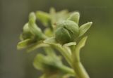 Pyrola japonica