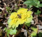 Chrysosplenium alternifolium