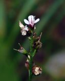 Lysimachia dubia