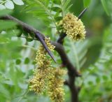 Gleditsia triacanthos. Часть ветви с соцветиями и шипами. Краснодарский край, Анапский муниципалитет, г. Анапа, Симферопольское шоссе, долина р. Анапки, Анапские плавни, берег протоки. 31.05.2021.