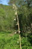 Campanula latifolia