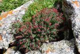 Rhodiola coccinea. Цветущее растение. Казахстан, Заилийский Алатау в окр. г. Алматы, Большое Алматинское ущ., р-н Космостанции, 3500 м н.у.м., частично задернованная осыпь из гранитных обломков. 10 июля 2023 г.