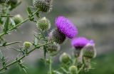 Cirsium ciliatum. Верхушка веточки с цветущим и развивающимися соцветиями. Дагестан, Гунибский р-н, окр. с. Гамсутль, ≈ 1400 м н.у.м., луговой склон. 29.07.2022.