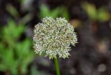 Pachypleurum alpinum. Соцветие. Красноярский край, Таймырский Долгано-Ненецкий р-н, плато Путорана, устье р. Кутарамакан, каменисто-песчаный пляж. 23.07.2023.