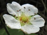 Potentilla alba