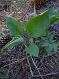 Pulmonaria obscura