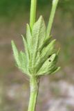 Ranunculus sardous