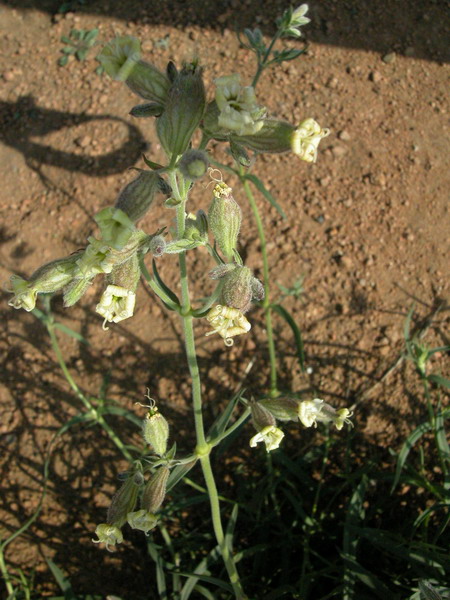 Изображение особи Silene amoena.