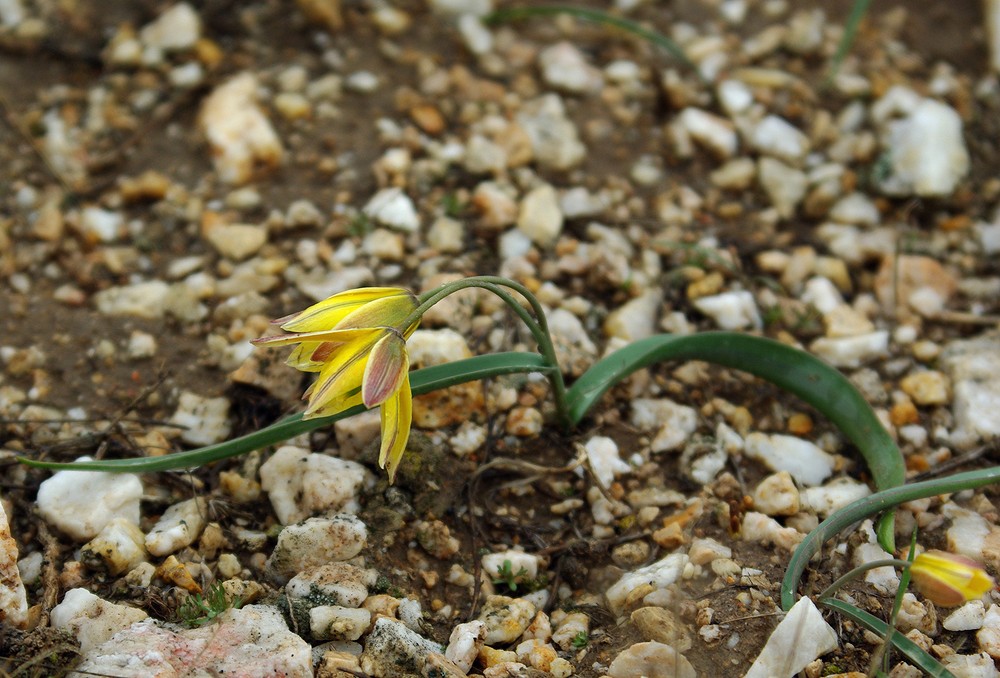 Изображение особи Tulipa auliekolica.