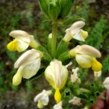 Phlomoides labiosa. Соцветие. Копетдаг, Чули. Май 2011 г.