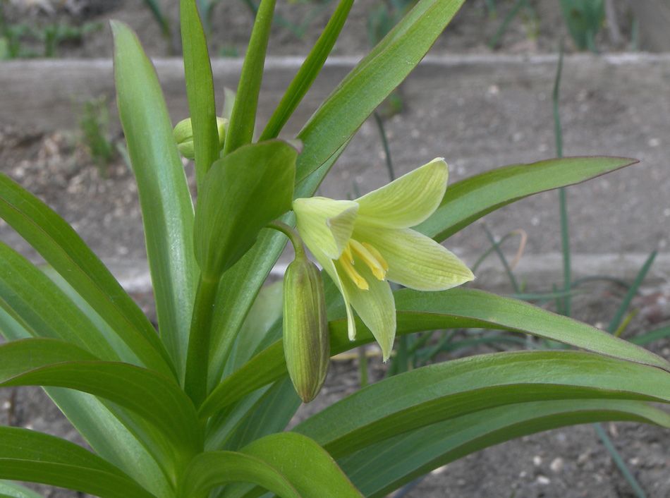 Изображение особи Fritillaria raddeana.
