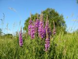 Lythrum salicaria. Верхушки цветущих растений. Приморский край, Спасский р-н, долина р. Одарка, разнотравно-злаковый луг. 23.08.2010.