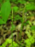 Carex ussuriensis. Верхняя часть стеблей с соплодиями и отцветшими тычиночными колосками. Приморский край, Партизанский район, нижнее течение р. Литовка, падь Широкая, липовый лес с грабом на северном склоне. 09.06.2012.