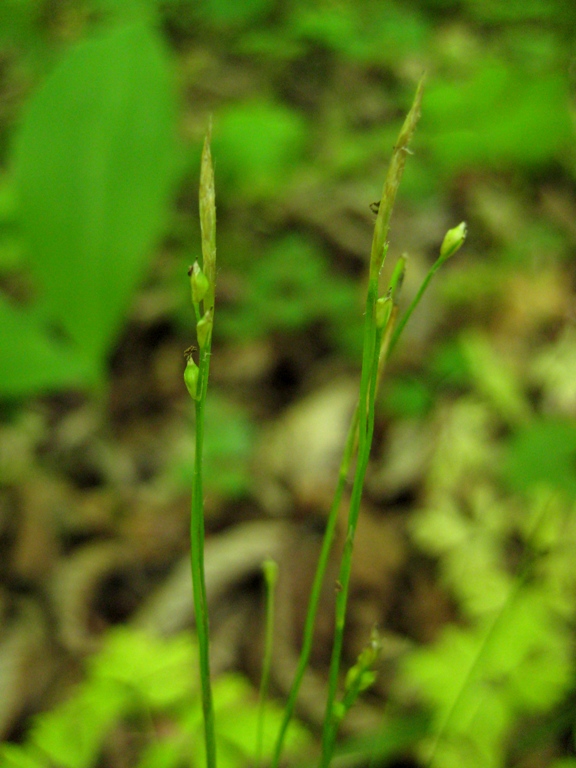 Изображение особи Carex ussuriensis.