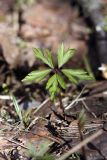 Anemone nemorosa