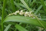 Carex falcata