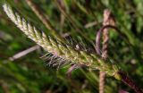 Plantago coronopus. Соплодие. Испания, г. Валенсия, резерват Альбуфера (Albufera de Valencia), стабилизировавшаяся дюна. 06.04.2012.