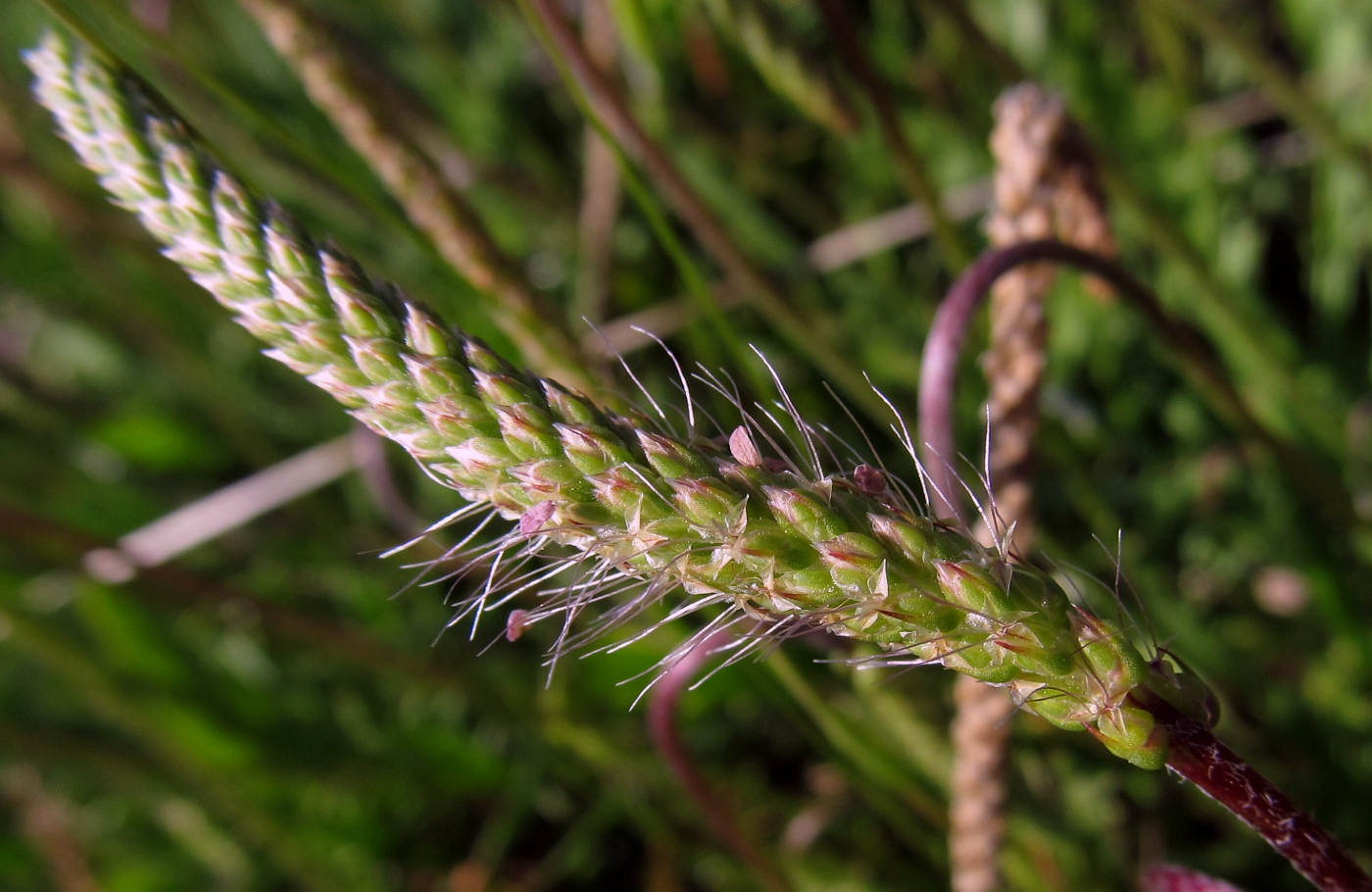 Изображение особи Plantago coronopus.