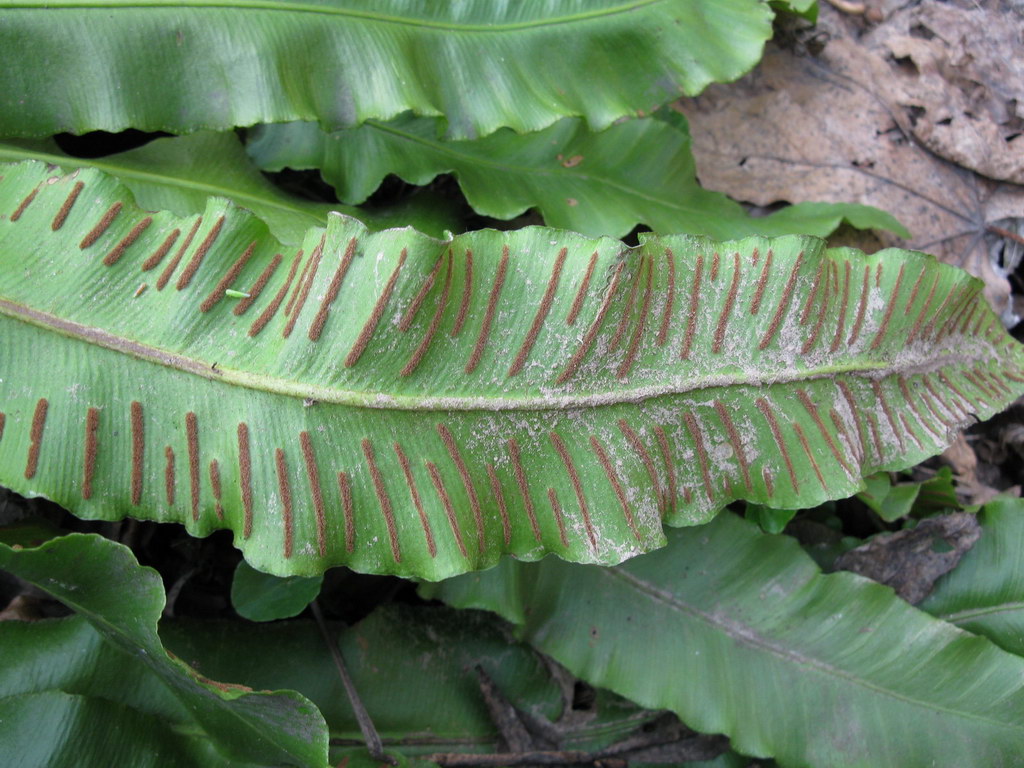 Изображение особи Phyllitis scolopendrium.