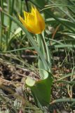 Tulipa suaveolens