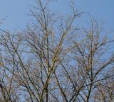 Acer palmatum