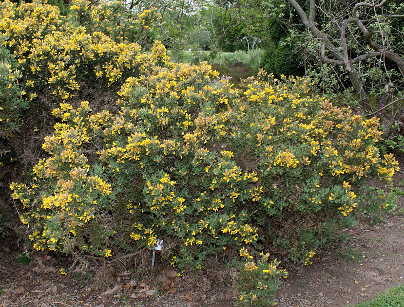 Изображение особи Ulex europaea.