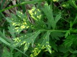 Artemisia vulgaris