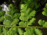 Woodsia taigischensis