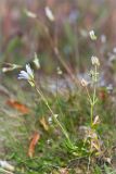 Cerastium glabratum