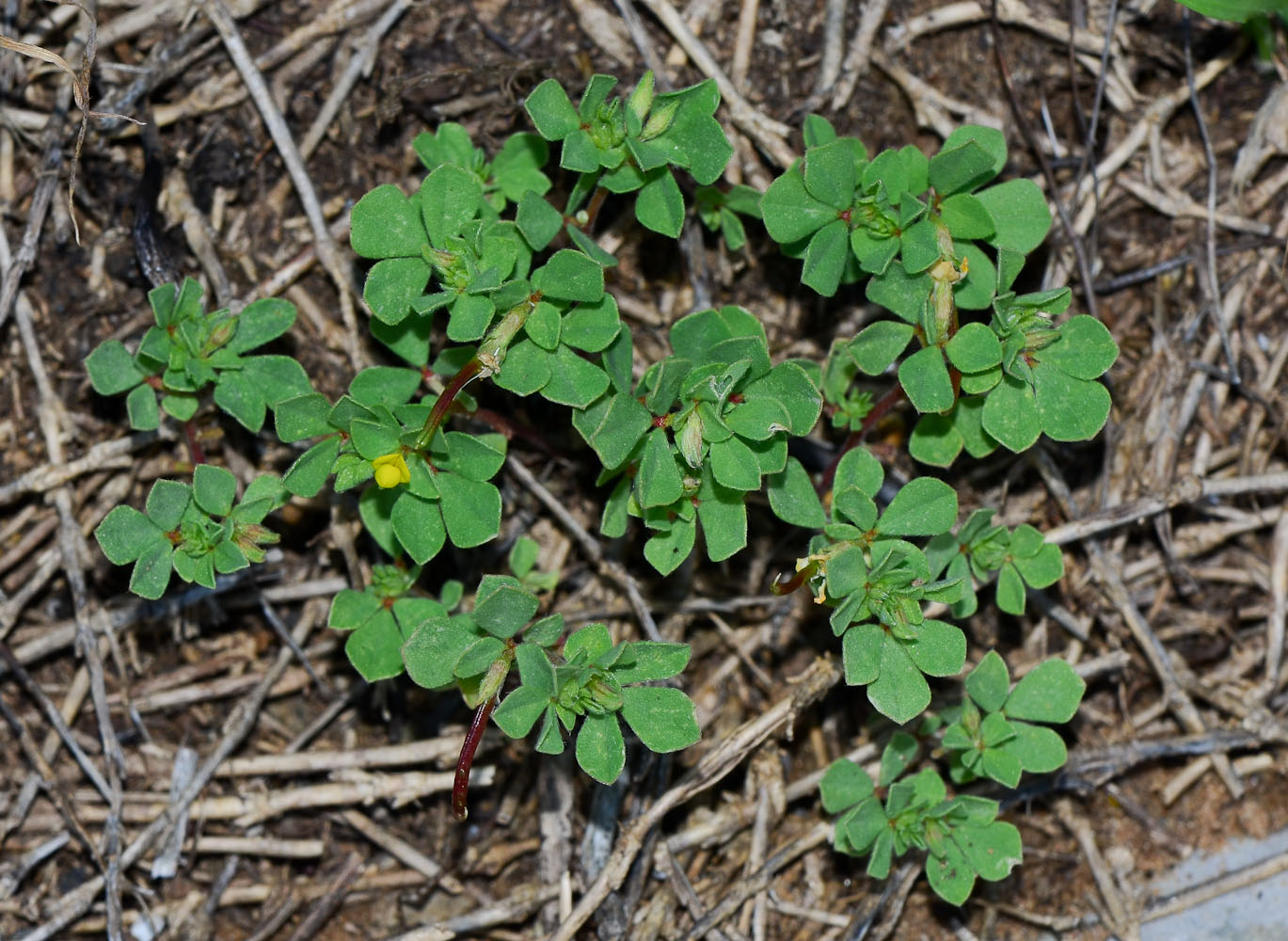 Изображение особи Lotus peregrinus.