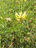 Astragalus cicer