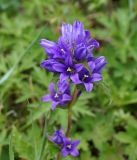 Campanula glomerata. Верхушка растения с соцветием. Иркутская обл., Ольхонский р-н, западное побережье оз. Байкал, пойма р. Сарма. 05.07.2014.