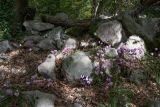 Cyclamen hederifolium