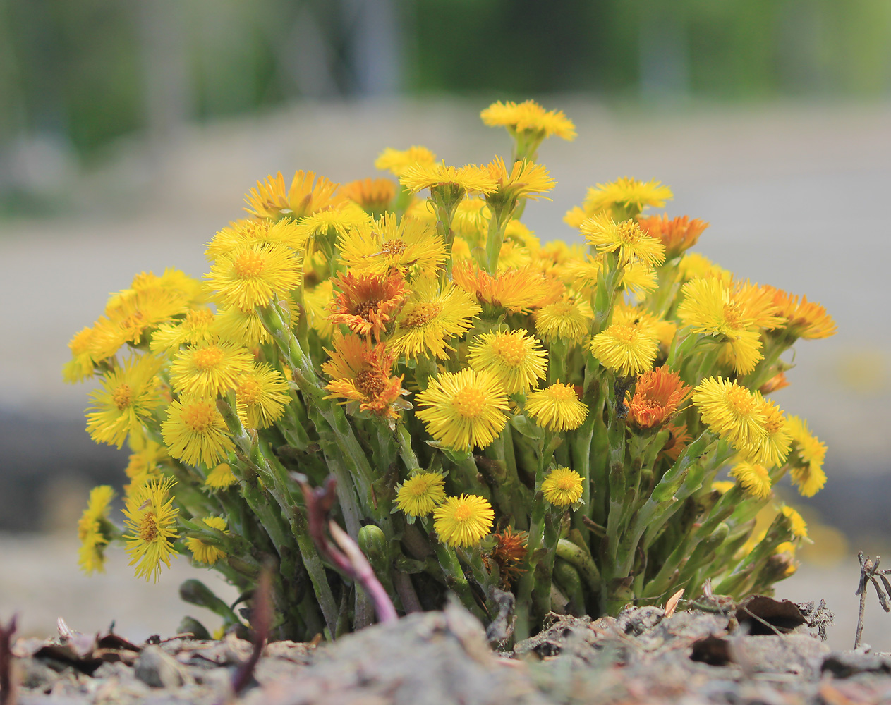 Изображение особи Tussilago farfara.