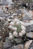 Oxytropis trichocalycina