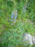 Delphinium elatum