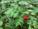 Actaea erythrocarpa