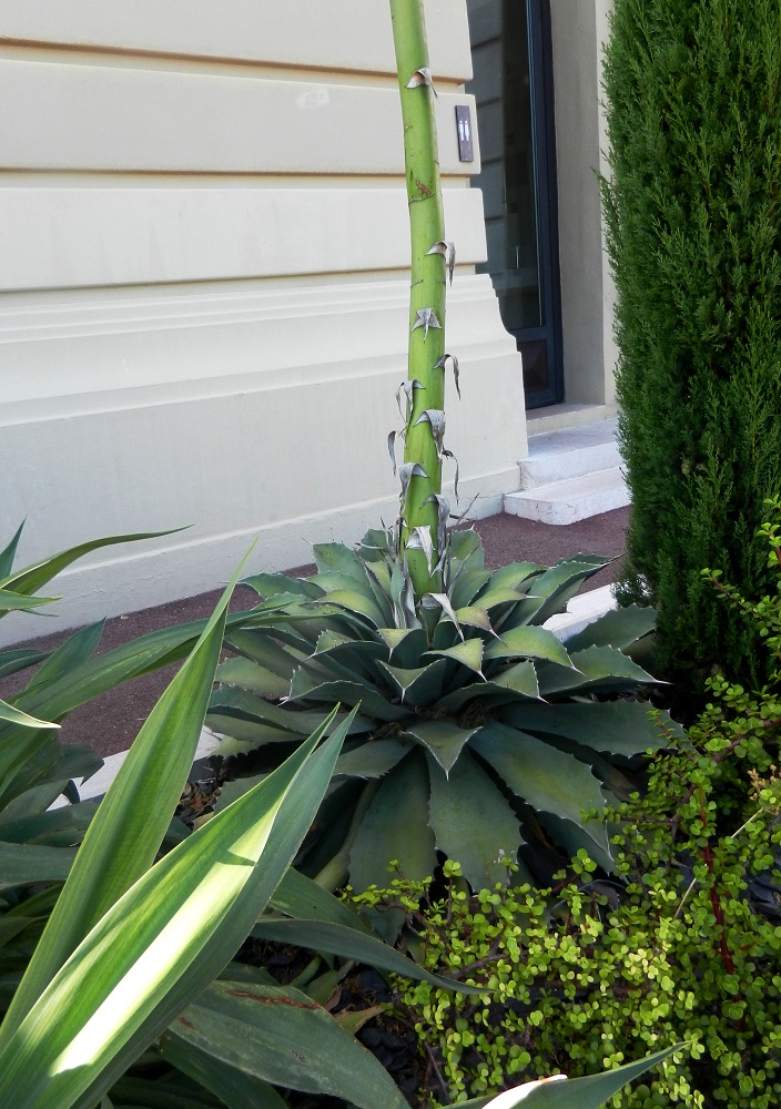 Изображение особи Agave salmiana var. ferox.