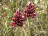 Allium regelianum