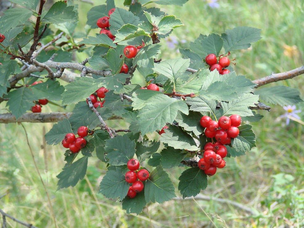 Image of Crataegus sanguinea specimen.