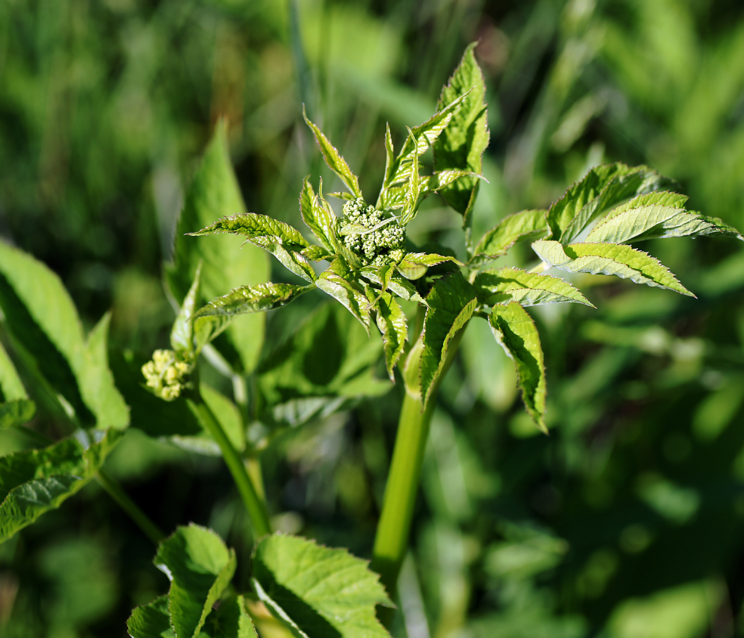 Изображение особи Archangelica officinalis.