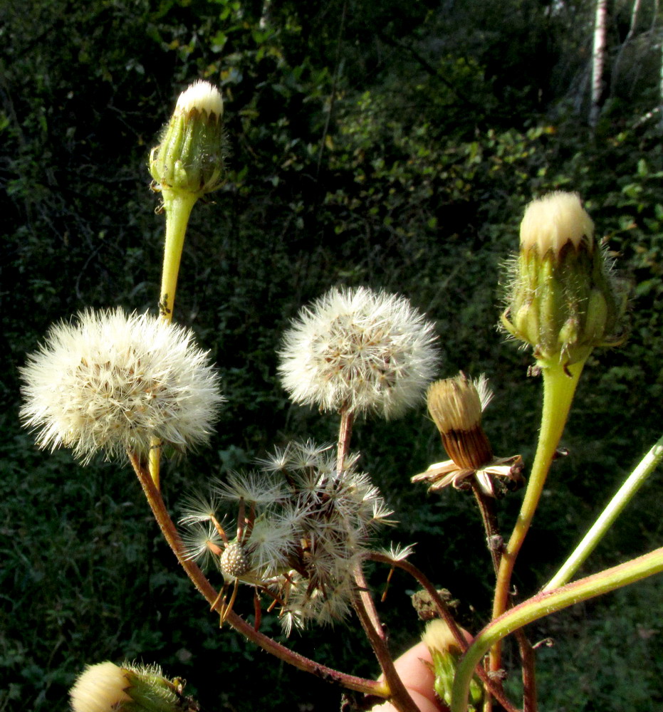 Image of Crepis sibirica specimen.